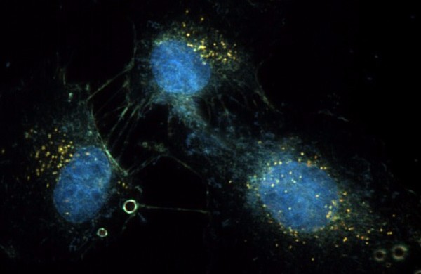 synvivo-for-cytoviva