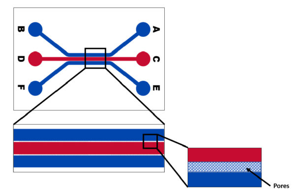 linear schematic-pores