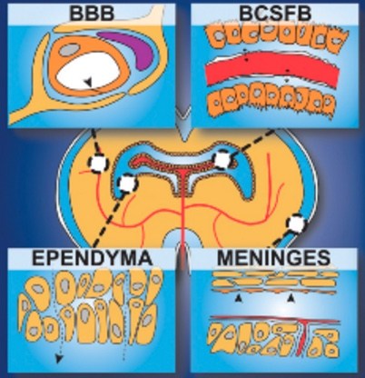 Fluids-and-barriers